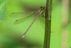 Lestes eurinus