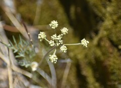 Lomatium utriculatum