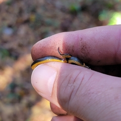 Diadophis punctatus punctatus