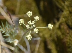 Lomatium utriculatum