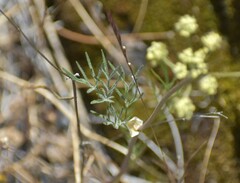 Lomatium utriculatum