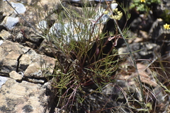 Lomatium utriculatum