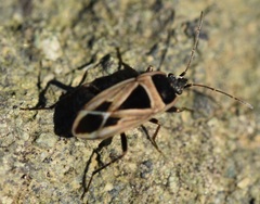Xanthochilus saturnius