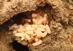 Camponotus zonatus