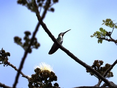 Anthracothorax prevostii