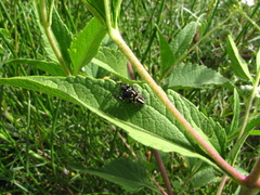 Dendryphantes mordax