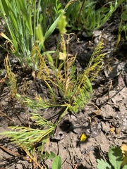 Lomatium bicolor leptocarpum