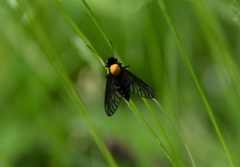 Chrysopilus thoracicus
