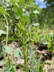 Lomatium bicolor leptocarpum