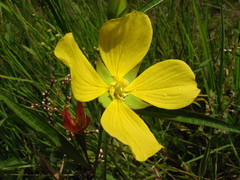 Ludwigia longifolia