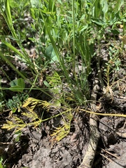 Lomatium bicolor leptocarpum