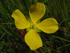 Ludwigia longifolia