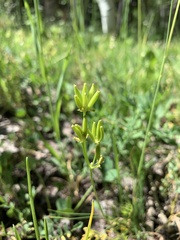 Lomatium bicolor leptocarpum