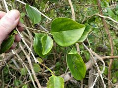 Jasminum simplicifolium