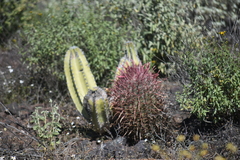 Ferocactus gracilis