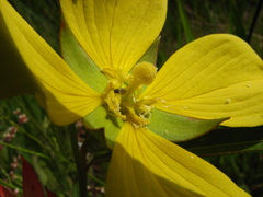 Ludwigia longifolia