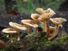 Ripartitella brasiliensis
