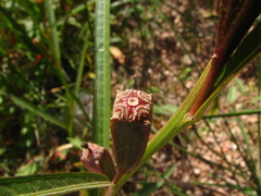 Ludwigia longifolia