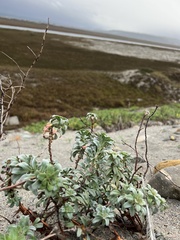 Camissoniopsis cheiranthifolia