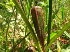 Ludwigia longifolia