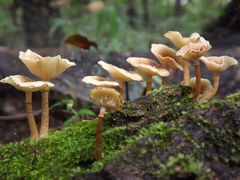 Ripartitella brasiliensis