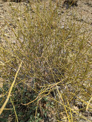 Ephedra trifurca