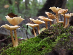 Ripartitella brasiliensis