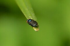 Lonchaea