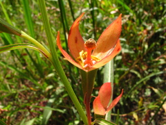 Ludwigia longifolia