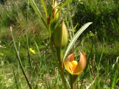 Ludwigia longifolia