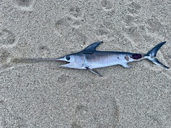 Xiphias gladius