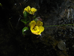 Ludwigia peploides montevidensis