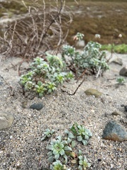 Camissoniopsis cheiranthifolia