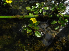 Ludwigia peploides montevidensis