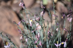 Rhinotropis desertorum