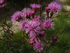 Campuloclinium macrocephalum