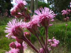 Campuloclinium macrocephalum
