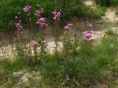 Campuloclinium macrocephalum