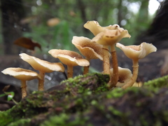 Ripartitella brasiliensis