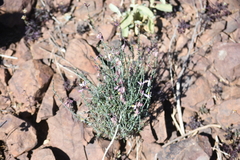 Rhinotropis desertorum