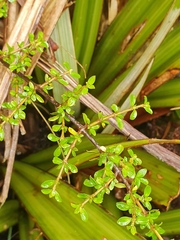 Coprosma depressa