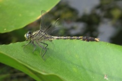 Arigomphus villosipes