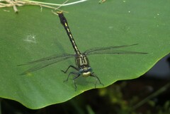 Arigomphus villosipes