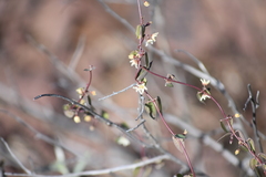 Metastelma californicum