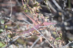 Metastelma californicum