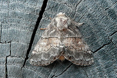 Gluphisia crenata