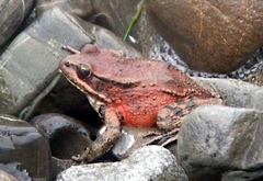 Rana draytonii