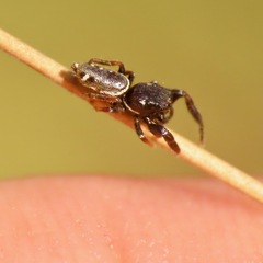 Sassacus