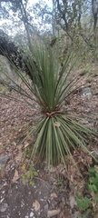 Dasylirion acrotrichum
