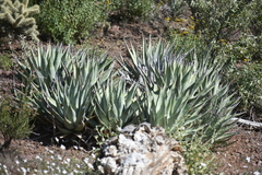 Agave cerulata